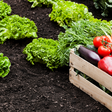 Qual a relação do veganismo com a agricultura familiar?