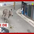 Zebra é recapturada após escapar de zoológico na Coreia do Sul