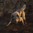 Resident Evil 4: O lobo morreu? Como encontrar o cachorro ajudante do game
