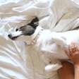 Dormir com pets: especialista explica se pode ou não