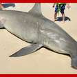 Fêmea de tubarão grávida de 40 filhotes é encontrada morta em praia