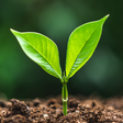Entenda por que é uma falácia dizer que plantas sentem dor