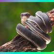 Como o soro é produzido a partir do veneno das cobras?