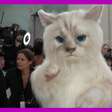 Ator se fantasia de gato gigante para festa de gala