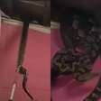 Cobras gigantes desabam de teto e assustam moradores
