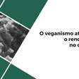 O veganismo atrapalha o rendimento no esporte?