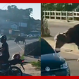 Búfalo invade rodovia e assusta motoristas em São Gonçalo (RJ)