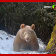 Único panda albino no mundo é flagrado em reserva natural na China