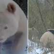 Único no mundo, panda albino é flagrado na China e vídeos viralizam. ASSISTA