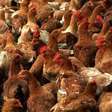Gripe aviária: é possível se contaminar comendo carne de frango e ovos? Entenda