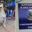 Cachorro caramelo recebe título de "Funcionário do Ano" em supermercado no DF