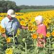 Homem planta 1,2 milhão de girassóis para a mulher pelo aniversário de 50 anos casamento