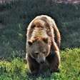 Ursa parda é salva do 'corredor da morte' na Itália