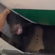 Urso escapa de compartimento de carga em avião e causa pânico no Aeroporto de Dubai