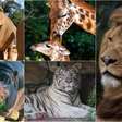 Zoológico de São Paulo celebra o Dia das Crianças com família de leões e aventuras africanas
