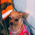 Cachorros famosos do Instagram