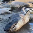 EUA: tubarão-salmão raro é encontrado em local improvável do litoral nos EUA