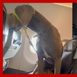 Homem viraliza ao comprar 3 assentos para viajar com cão gigante em avião