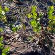 Como é a nova espécie de planta parente das azeitonas encontrada em Minas