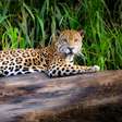 10 espécies de animais fascinantes que habitam a Floresta Amazônica