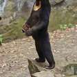 Pra quem não viu: Zoo da China garante que animal em pé é urso de verdade