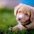Especialista aponta cinco motivos para amarmos tanto nossos cães