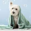 Qual a frequência certa para dar banho no seu cachorro?
