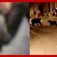Ursa é morta a tiros, deixa filhotes sozinhos e caso gera indignação na Itália