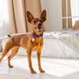 6 tipos de cachorro da raça pinscher