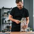 6 tipos de escovas para remover pelos de gatos