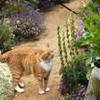 10 espécies de plantas tóxicas para os gatos