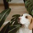 10 tipos de plantas tóxicas para os cachorros