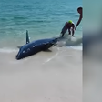 Comediante filma resgate de tubarão encalhado em praia dos EUA; vídeo