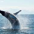 Homem morre após baleia colidir com barco de pesca na Austrália
