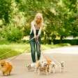 10 cuidados ao passear com cachorro nos dias quentes