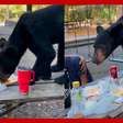 Urso interrompe piquenique e devora toda a comida de família no México