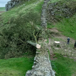Famosa árvore de mais de 200 anos é derrubada na Inglaterra; veja antes e depois
