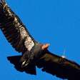 Zoológico e comunidade indígena salvam maior ave da América do Norte da extinção