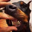 Nego do Borel é acusado de maus-tratos ao postar foto de cachorro com dentes de ouro