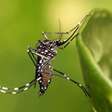 OMS recomenda vacinas contra malária e dengue diante de onda de mosquitos