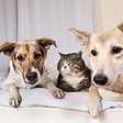 PetCenso 2023: saiba os nomes e raças mais comuns dos cães e gatos no Brasil