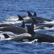Sucessivos ataques de orcas causam mudança no turismo