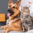Veja como prevenir que cachorros e gatos se tornem obesos