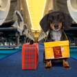 Veja como viajar de avião com cachorro de suporte emocional