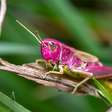 Fotógrafo amador flagra raro gafanhoto rosa em seu jardim