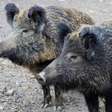 Autoridade dos EUA emite alerta para javaporcos com carne azul envenenada na Califórnia