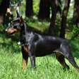 Conheça as características do pinscher alemão