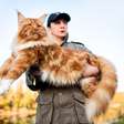 6 raças de gatos grandes para conhecer