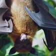 Morcego assusta ao dormir em biblioteca