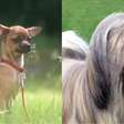 As raças de cachorro que vivem por mais tempo